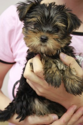 _MG_0600_small.jpg (264.33 КБ) 19119 просмотров Моя кошка