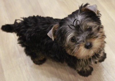 _MG_0614_small.jpg (316.45 КБ) 30831 просмотр бритоухыч