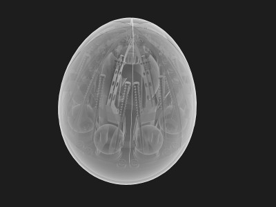 cyber_egg_xray.jpg