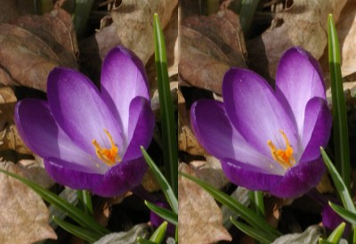 crocus-blue03sr.jpg